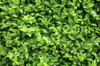 Yeşil yaprakları ile arka plan duvar kağıdı doku.