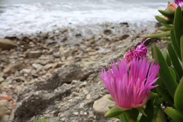 Kvetoucí Květy Pobřeží Jaderského Moře — Stock fotografie