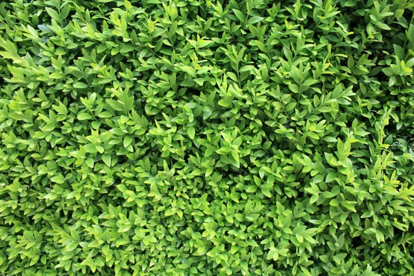 Tekstura Tła Tapety Zielonymi Liśćmi — Zdjęcie stockowe