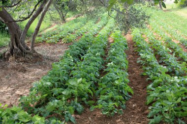 Hırvatistan'da zeytin ağacı ve patates çalıları ile Bahçe.