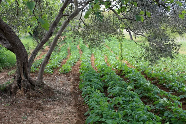 Jardim Croácia Com Oliveiras Arbustos Batatas — Fotografia de Stock