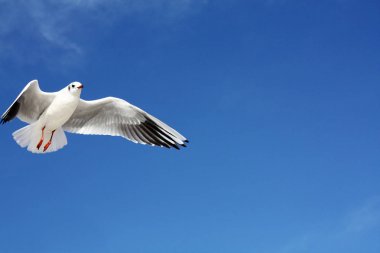 Martı ve mavi gökyüzü ile arka plan
