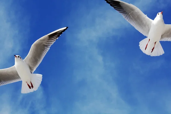 背景与海鸥和蓝天 — 图库照片