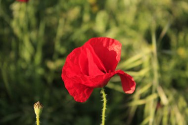 Bahçede haşhaş çiçeği arka plan.