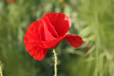 Bahçede haşhaş çiçeği arka plan.