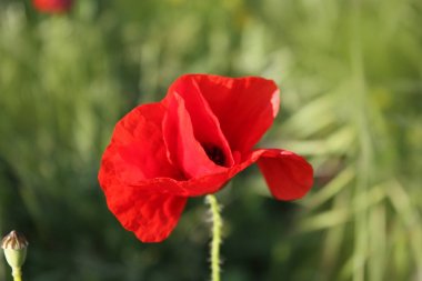 Bahçede haşhaş çiçeği arka plan.