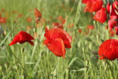 Bahçede haşhaş çiçeği arka plan.