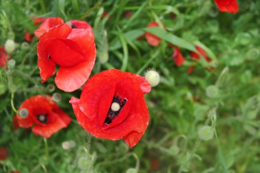 Bahçede haşhaş çiçeği arka plan.