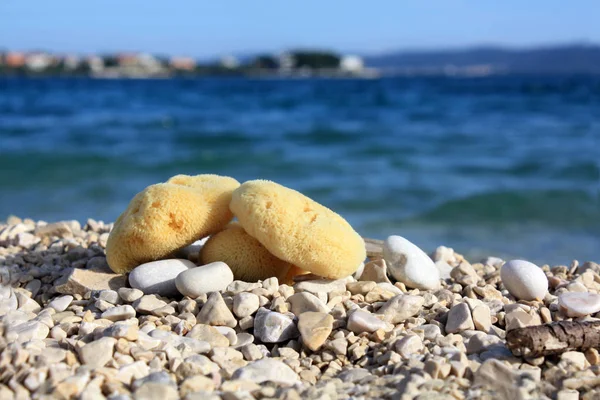 Sea sponges on the sea beach. Face care. Cosmetic.