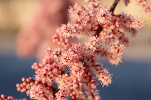 Tamarisco Rosa Tamarix Fioritura Sullo Sfondo Cielo Blu Primavera — Foto Stock