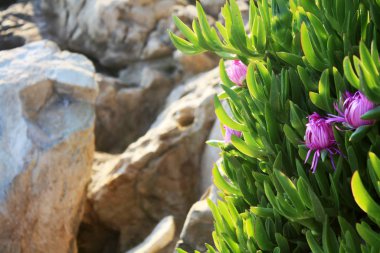 Adriyatik Denizi kıyısında baharda pembe çiçekler ile çiçeklenme karpobrotus.