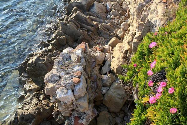 Carpobrotus Floreciendo Con Flores Rosadas Primavera Costa Del Mar Adriático —  Fotos de Stock
