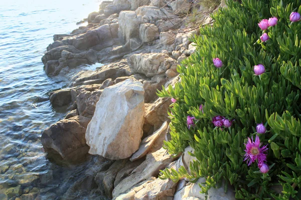 Carpobrotus Fioritura Con Fiori Rosa Primavera Sulla Costa Adriatica — Foto Stock