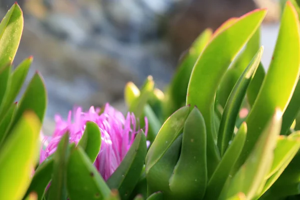 Carpobrotus Virágzó Rózsaszín Virágok Tavasszal Adriai Tenger Partján — Stock Fotó