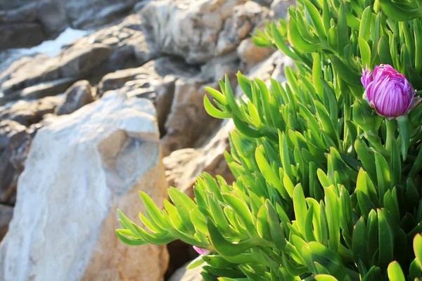 Carpobrotus Floreciendo Con Flores Rosadas Primavera Costa Del Mar Adriático —  Fotos de Stock