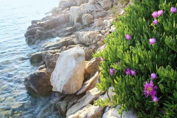 Carpobrotus Fioritura Con Fiori Rosa Primavera Sulla Costa Adriatica — Foto Stock