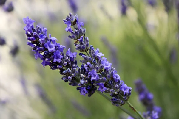 Lavanda Florescente Campo Flores Lavanda — Fotografia de Stock