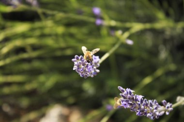Tarlada çiçek açan lavanta. Lavanta çiçekleri.