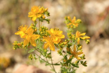 Aziz John's wort deniz tarafında Akdeniz'de dağlarda çiçeklenme. Dalmatia.