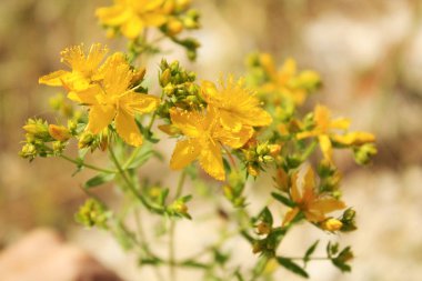 Aziz John's wort deniz tarafında Akdeniz'de dağlarda çiçeklenme. Dalmatia.