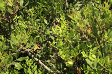 Sakız ağacı, deniz kenarında antep fıstığı lentiscus Akdeniz.