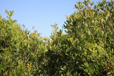 Sakız ağacı, deniz kenarında antep fıstığı lentiscus Akdeniz.