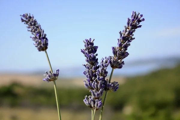 Blommande Lavendel Fält Lavendel Blommor — Stockfoto