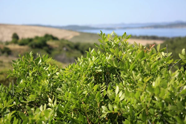Paisagem Dálmata Com Montanhas Mar Adriático Arbustos Selvagens Aroeira — Fotografia de Stock