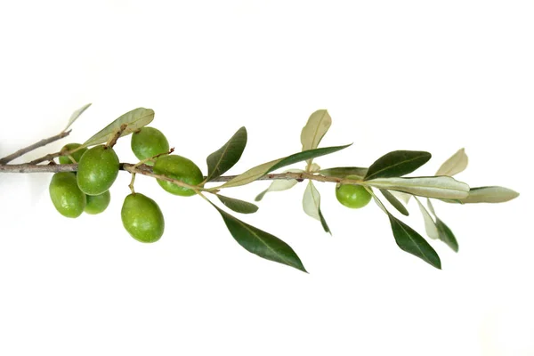 Beyaz arkaplanda zeytin dalı.