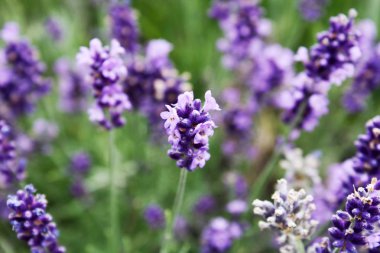 Tarlada çiçek açan lavanta. Lavanta çiçekleri.