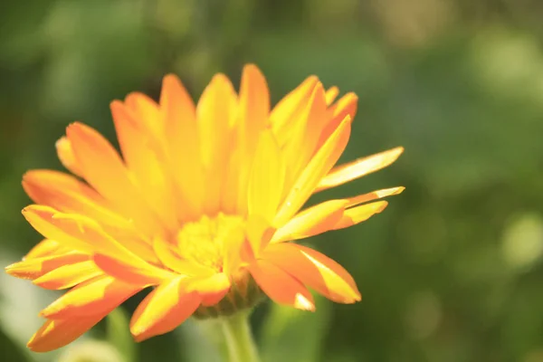 Calendula Officinalis Bloeiend Tuin — Stockfoto