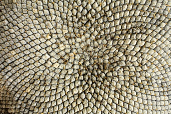 Ayçiçeği Tohumu Doku Ayçiçeği Duvar Kağıdı Makro Tohumları — Stok fotoğraf