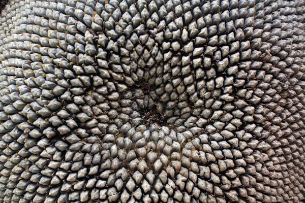 Υφή Σπόρων Ηλίανθου Ταπετσαρίες Μακρο Σπόρους Του Ηλιοτρόπιο — Φωτογραφία Αρχείου