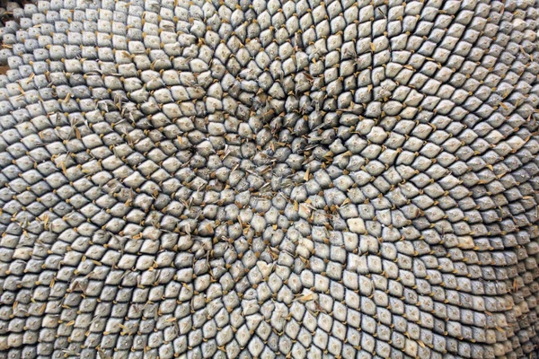 Ayçiçeği tohumu doku. Ayçiçeği duvar kağıdı makro tohumları. 