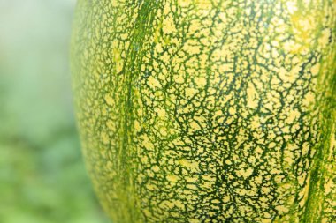 Sonbaharda kabak makro dokulu arka plan.