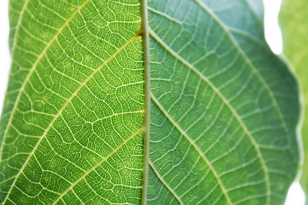 Walnoot Bladeren Onder Zon Licht Macro Bladeren Textuur Achtergrond — Stockfoto