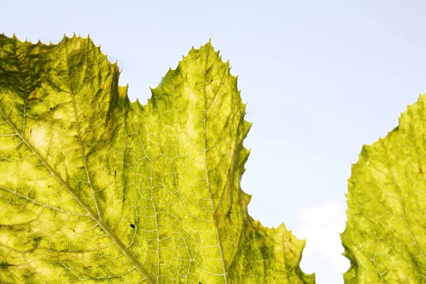 Druivenbladeren Onder Zon Licht Macro Bladeren Textuur Achtergrond — Stockfoto