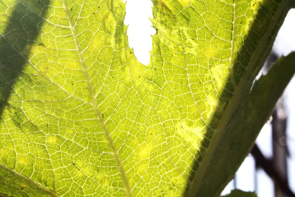 Druivenbladeren Onder Zon Licht Macro Bladeren Textuur Achtergrond — Stockfoto