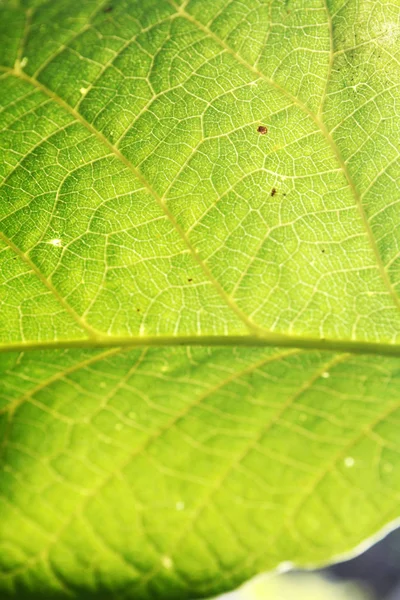Walnoot Bladeren Onder Zon Licht Macro Bladeren Textuur Achtergrond — Stockfoto