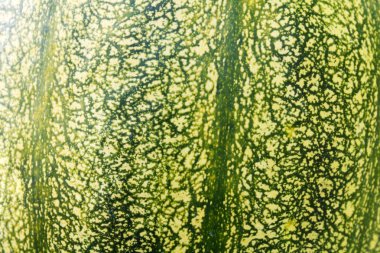 Sonbaharda kabak makro dokulu arka plan.