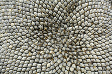 Ayçiçeği tohumu doku. Ayçiçeği duvar kağıdı makro tohumları. 