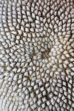 Ayçiçeği tohumu doku. Ayçiçeği duvar kağıdı makro tohumları. 