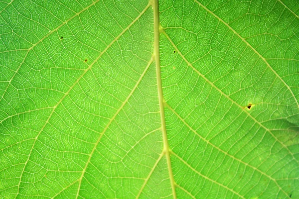 Walnoot Bladeren Onder Zon Licht Macro Bladeren Textuur Achtergrond — Stockfoto