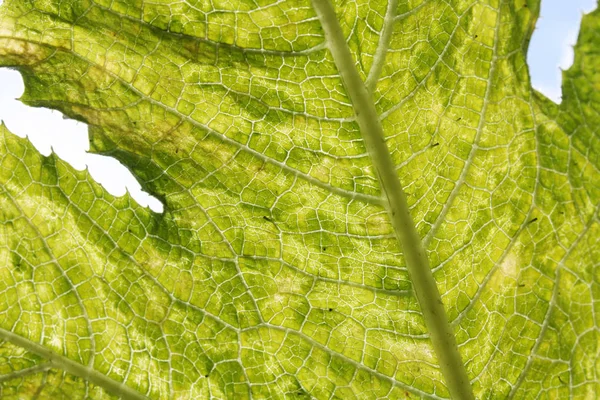 Druivenbladeren Onder Zon Licht Macro Bladeren Textuur Achtergrond — Stockfoto