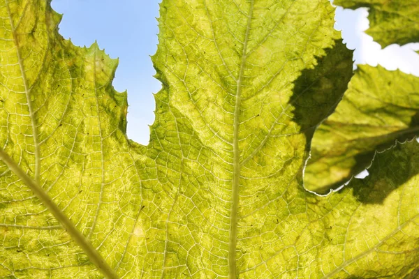 Druivenbladeren Onder Zon Licht Macro Bladeren Textuur Achtergrond — Stockfoto