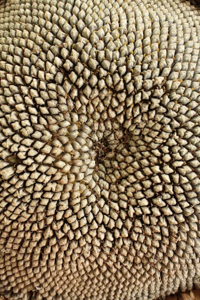 Nasiona Słonecznika Tekstury Tapeta Makro Nasiona Słonecznika — Zdjęcie stockowe
