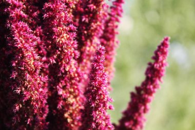 Amaranth kırmızı çiçeklenme. Sonbahar bahçesi.