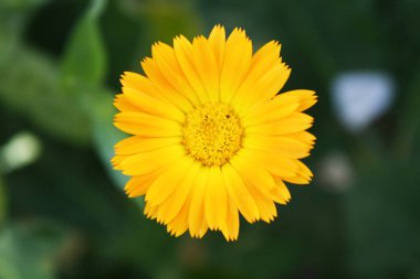 Calendula, bahçede çiçek açıyor..