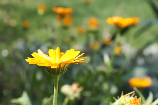 Calendula Officinalis Bloeiend Tuin — Stockfoto