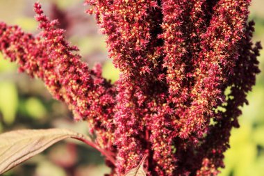 Amaranth kırmızı çiçeklenme. Sonbahar bahçesi.